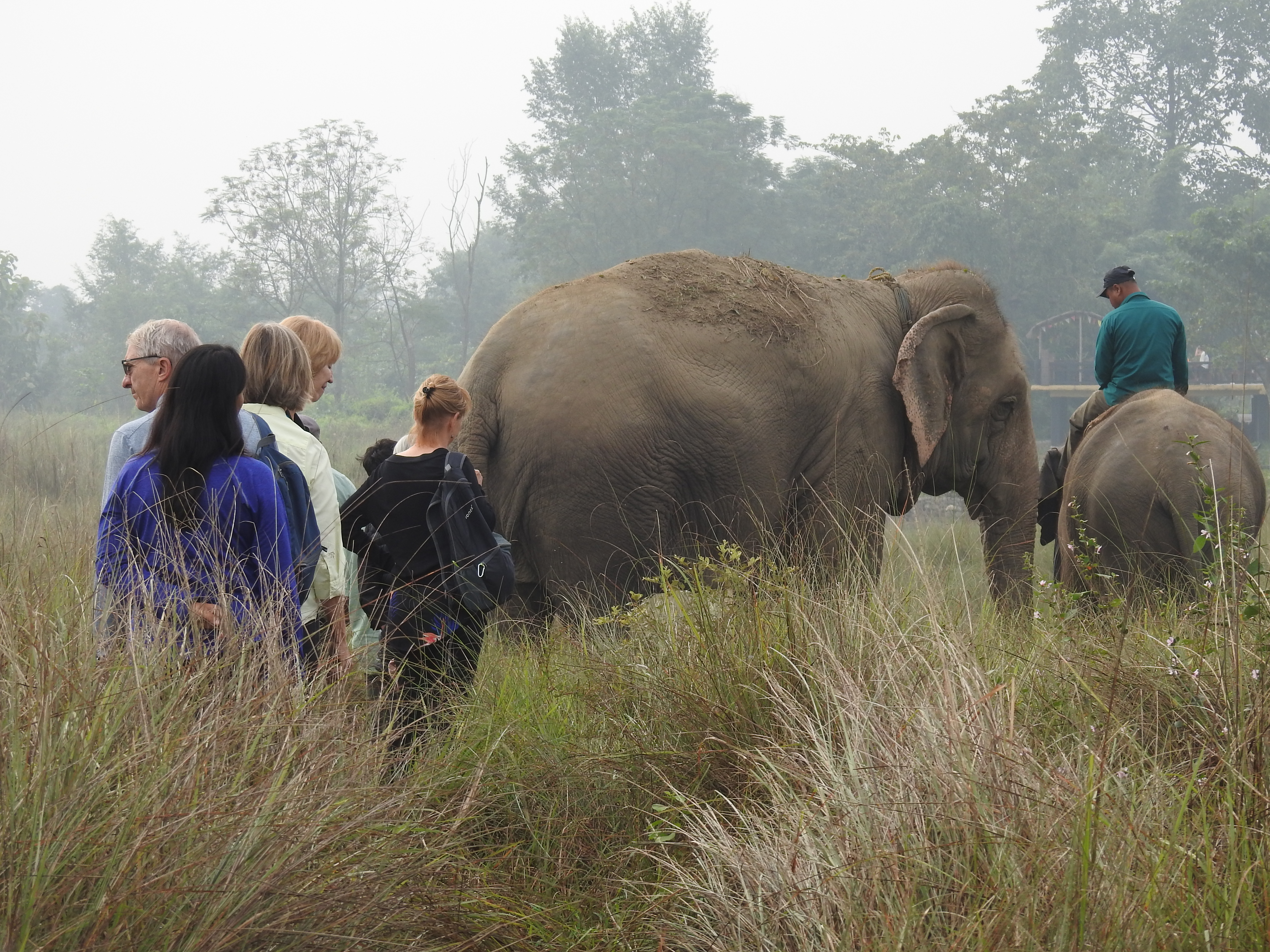Sunrise Elephant Bush Walk